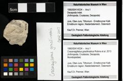 Foto (Objekt + Etiketten) von Cracensigillatus gracilirostrus (Robins et al., 2013) 